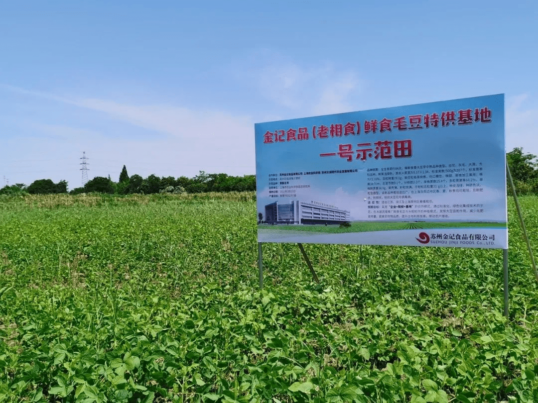 老相食太湖綠色鮮食毛豆基地豐收在望——育種合作示范田譜寫產(chǎn)業(yè)新篇章